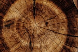 objemová hmotnost dřeva