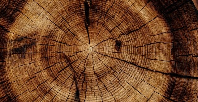 objemová hmotnost dřeva